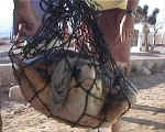 Turtle Net